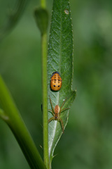 Coccinella septempunctata