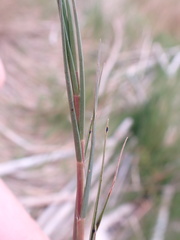 Sporobolus virginicus