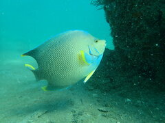 Holacanthus bermudensis