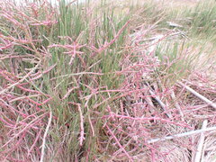 Salicornia natalensis