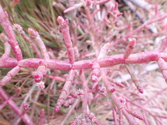 Salicornia natalensis