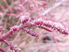 Salicornia natalensis
