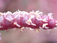 Salicornia natalensis