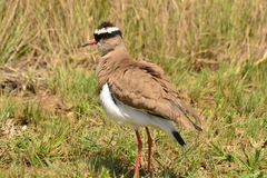 Vanellus coronatus