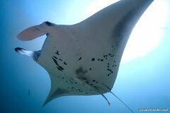 Mobula alfredi