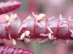 Salicornia natalensis