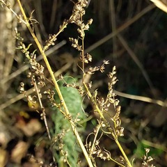 Artemisia marschalliana