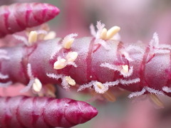 Salicornia natalensis