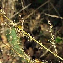 Artemisia marschalliana