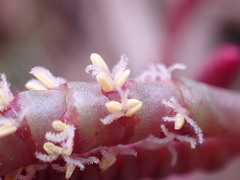 Salicornia natalensis