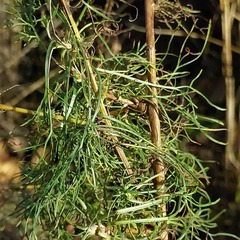 Artemisia marschalliana