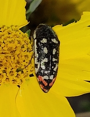 Acmaeodera disjuncta