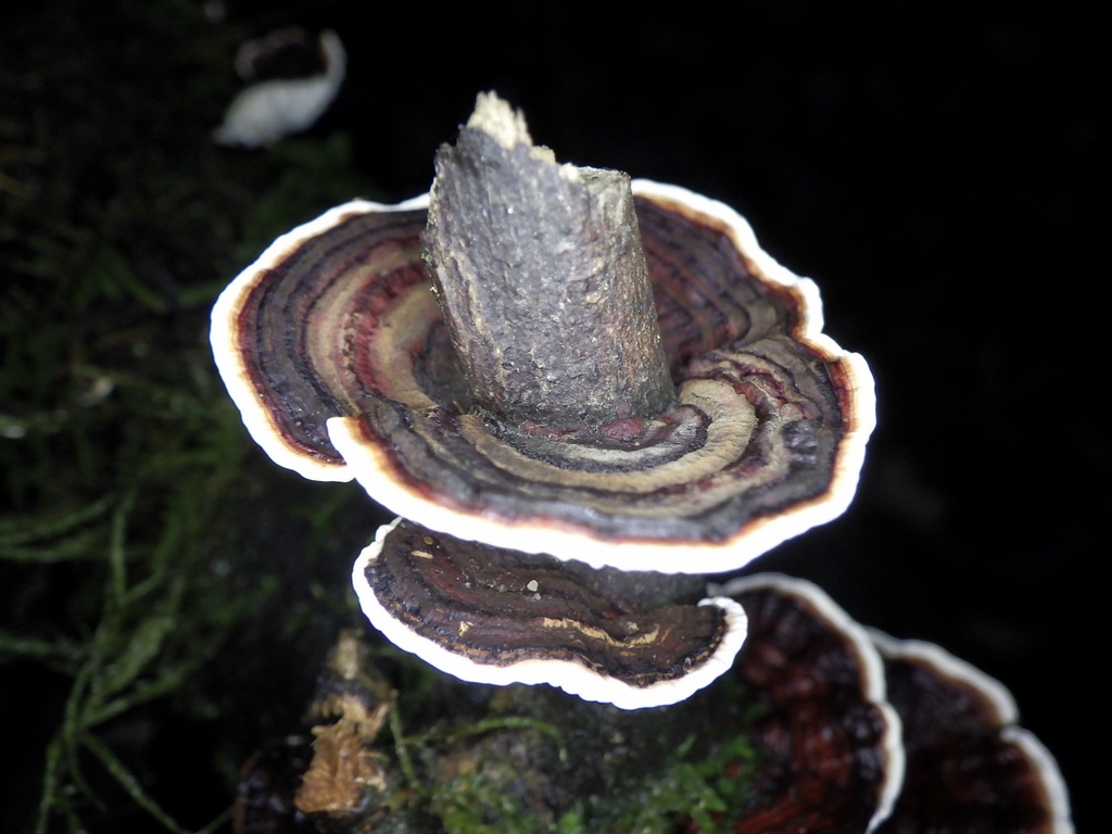 Daedaleopsis styracina · September 2022 · photo: © re_nebel (iNaturalist, cc-by)