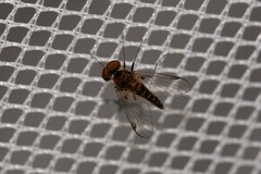 Chrysopilus