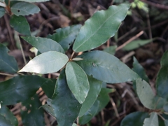 Croton cascarilloides