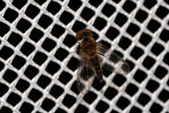 Chrysopilus