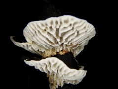 Daedaleopsis styracina