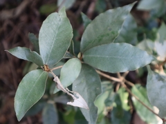 Croton cascarilloides