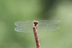 Sympetrum darwinianum