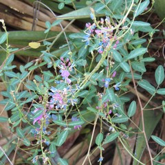 Desmodium batocaulon