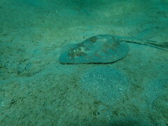 Urobatis jamaicensis