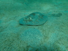 Urobatis jamaicensis