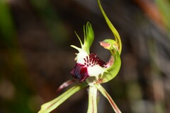 Caladenia dilatata