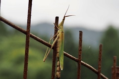 Entomophaga grylli