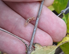 Pterygota