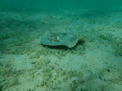 Urobatis jamaicensis