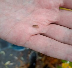 Pterygota