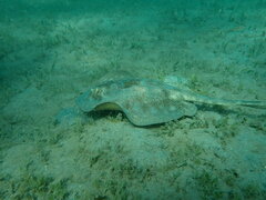 Urobatis jamaicensis