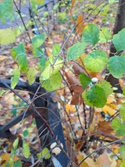 Pterygota