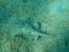 Urobatis jamaicensis