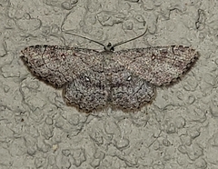 Cyclophora nanaria