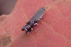 Anacampsis levipedella