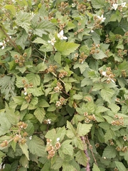 Rubus affinis