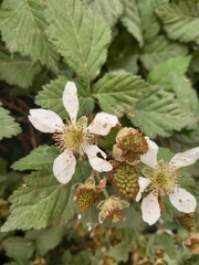 Rubus affinis