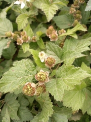 Rubus affinis