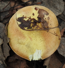 Tricholoma frondosae