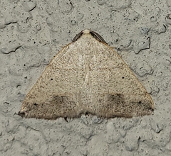 Drepanulatrix bifilata