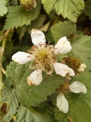 Rubus affinis