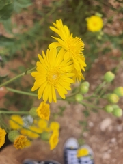 Heterotheca subaxillaris