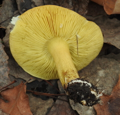 Tricholoma frondosae