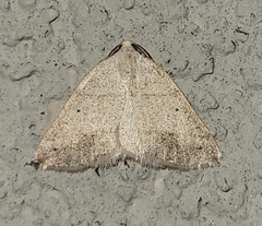 Drepanulatrix bifilata