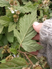 Rubus affinis