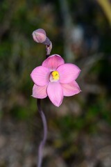 Thelymitra × irregularis