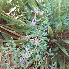 Desmodium batocaulon