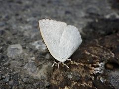 Curetis acuta paracuta