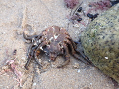Taliepus nuttallii